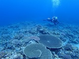 サンゴ礁とダイバー